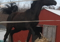 Exquisite Top Show Quality Filly