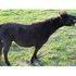 Solid black double reg bred back