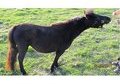 Solid black double reg bred back