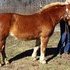 Beginner Safe Trail Pony