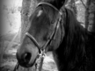~~Go Anywhere Do Anything Pony~~
