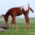 Spotted Blanket Chestnut Colt