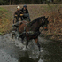 ATTN: Competitive Trail, Traffic Safe, #1 Trail Horse, Basic Dressage, Carriage Drives XC