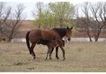 Oklahoma Star/Bert Broodmare