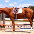 17hh Handsome Hunter Prospect!