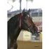 Beutiful Stallion great mover limited breeding