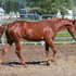 sired by World Ch Severance Chex X High Brow Hickory dam