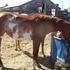 Flashy Sabino Overo Mare