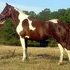 Herd Dispersal