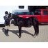 Beautiful 2yr old solid black filly