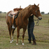 5 year old mare $5k OBO