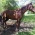 Red Gelding Beginner Rider Safe