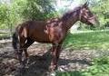 Red Gelding Beginner Rider Safe