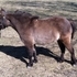 Miniature Grullo Mare