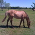 APHA Quiet natured line back dun gelding under saddle