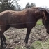 REG. TWH MARE