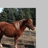 Miniature two year old gelding