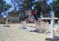 Stunning Hunter Jumper