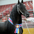 Purebred Friesian at Stud