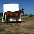 2 year old Stallion Ready to Start