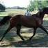 Proven brood mare previously started under saddle