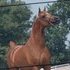 Versace son standing at stud!