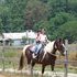 Spotted Saddle Mare for Sale