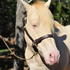 AQHA Perlino Stallion @ Stud