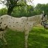 Black/White Leopard App Stallion - REDUCED AGAIN
