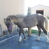 WOW! 3 year old silver dapple pinto mare, beautiful