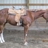 2009 APHA OVERO CHESTNUT GELDING