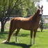 Sensational Sweepstakes Arab Gelding