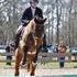 16.3 Bay TB Gelding *Bombproof*  