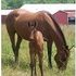 PRETTY PRETTY PRETTY! Bay yrlg filly loaded with potential !