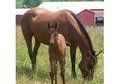 PRETTY PRETTY PRETTY! Bay yrlg filly loaded with potential !