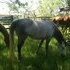 Trail riding mare 