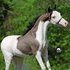 Miniature Colt - Show Breeding Potiential - Wildly Marked
