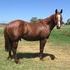 25% Doc Bar Breeding--Rare Opportunity