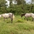 Gentle Natured Trail Riding Grey Gelding 