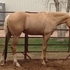 Flashy DUNALINO Hunter/Jumper Prospect