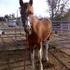 registered pinto stud colt