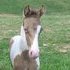Walking Weanling Colt 