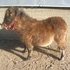 PRICE REDUCED! Bay colt stallion
