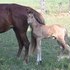 Gorgeous BUCKSIN STUD COLT