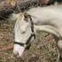 APHA Perlino Colt