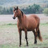 Pure Polish Arabian mare