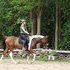 Amazing Pinto Gelding