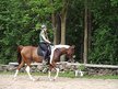 Amazing Pinto Gelding