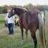 Rocky Mountain Mare - Red Chocolate