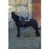 Jet Black Classy TW Mare flashy with long long mane and smooth!